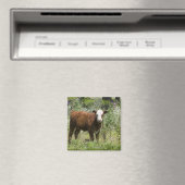 Hereford calf (Bos taurus) in de weide van prairie Magneet (Insitu (Vaatwasser))
