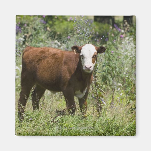 Hereford calf (Bos taurus) in de weide van prairie Magneet (Voorkant)