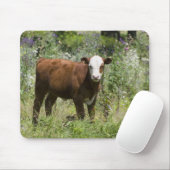 Hereford calf (Bos taurus) in de weide van prairie Muismat (Met muis)