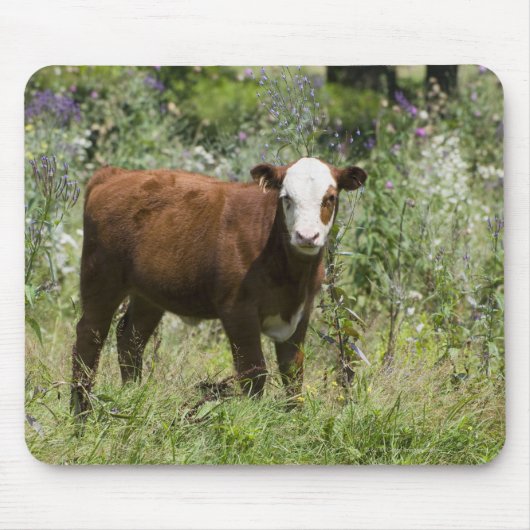Hereford calf (Bos taurus) in de weide van prairie Muismat (Voorkant)
