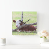Hereford Calf Resting in the Pasture Vierkante Klok (Huis)