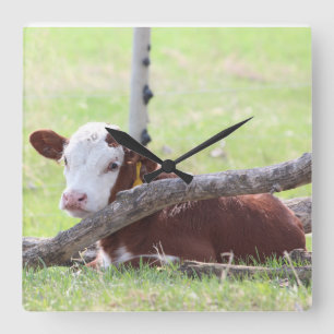 Hereford Calf Resting in the Pasture Vierkante Klok