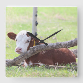 Hereford Calf Resting in the Pasture Vierkante Klok
