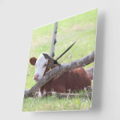 Hereford Calf Resting in the Pasture Vierkante Klok (Hoek)