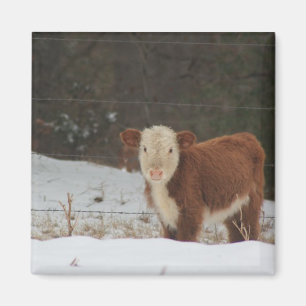 Hereford Calf - Rustic Boerderij Magneet