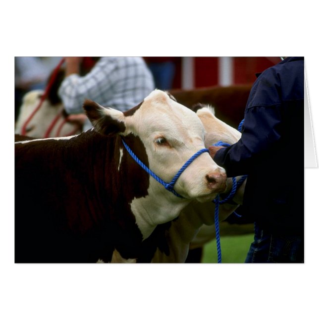 Hereford Cattle (Voorkant Horizontaal)