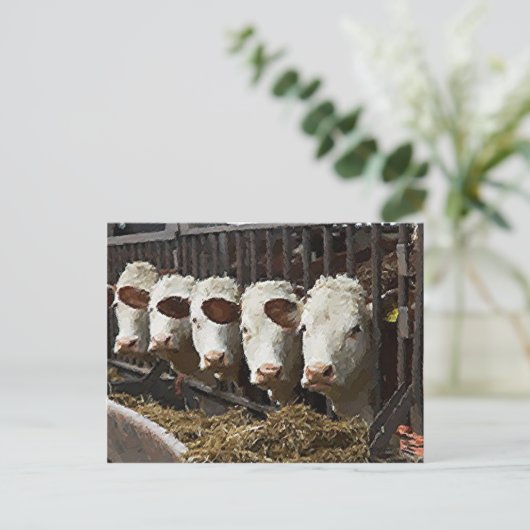 Hereford Cattle Briefkaart (Staand voorkant)