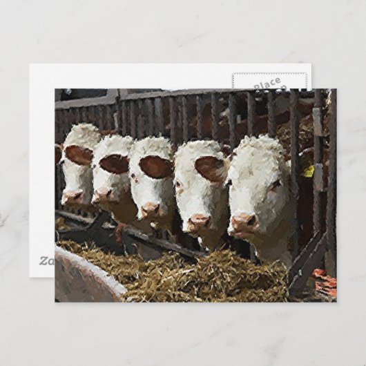 Hereford Cattle Briefkaart
