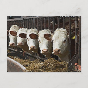 Hereford Cattle Briefkaart