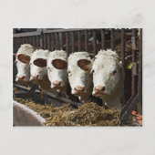 Hereford Cattle Briefkaart