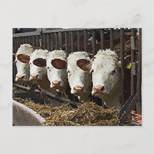 Hereford Cattle Briefkaart (Voorkant)