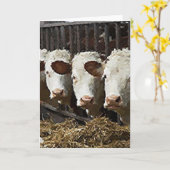 Hereford Cattle Kaart (Gele Bloem)