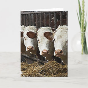 Hereford Cattle Kaart