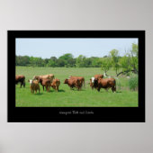 Hereford Cattle Poster Print (Voorkant)