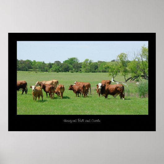 Hereford Cattle Poster Print (Voorkant)