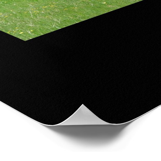 Hereford Cattle Poster Print (Hoek)