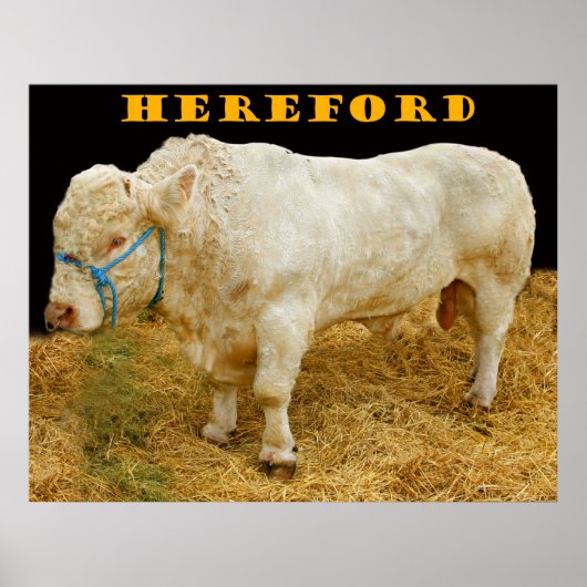 hereford poster (Voorkant)