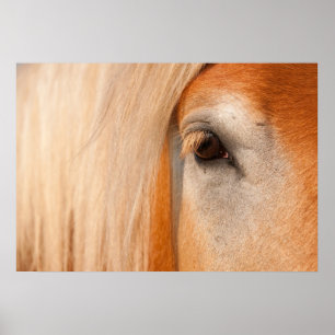 Heren blik - oog van een trekpaard poster