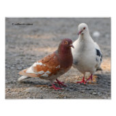 Heren-Dovey Pigeons: Gentlemen prefereren Redheads Foto Afdruk (Voorkant)