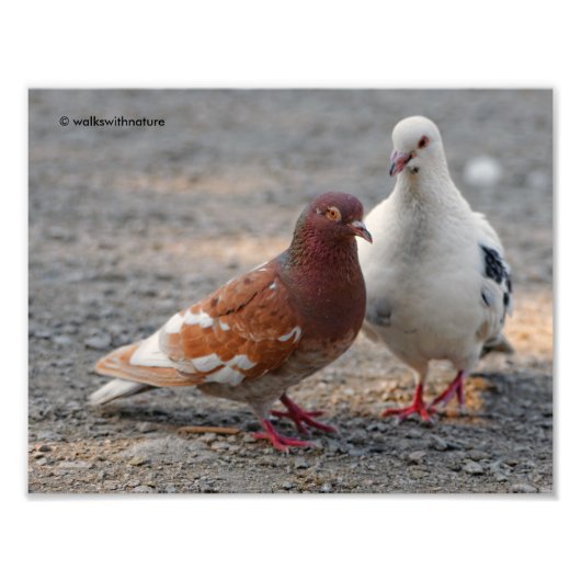 Heren-Dovey Pigeons: Gentlemen prefereren Redheads Foto Afdruk (Voorkant)