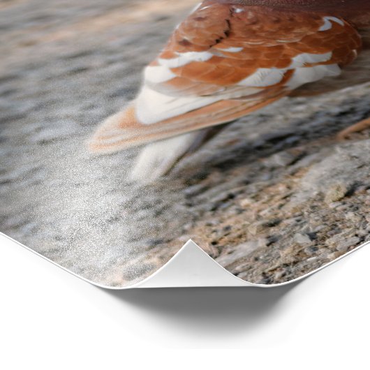 Heren-Dovey Pigeons: Gentlemen prefereren Redheads Foto Afdruk (Hoek)