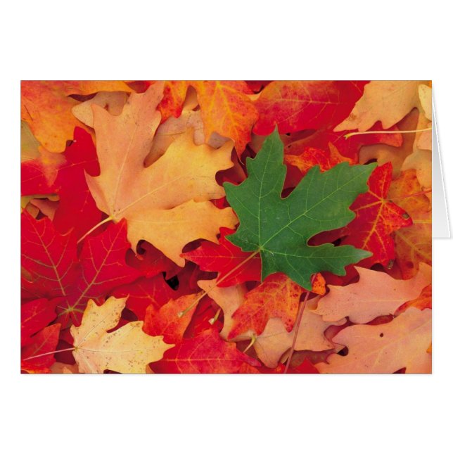 herfst (15) (Voorkant Horizontaal)