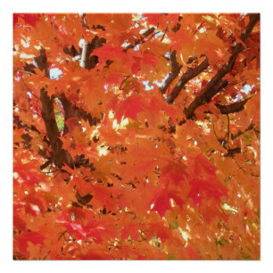 Herfst 1 perfect poster