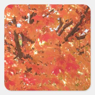 Herfst 1 vierkante sticker