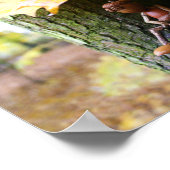 Herfst Acorn elf zittend op de esdoorn boom Poster (Hoek)