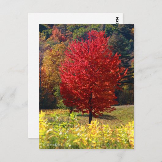 Herfst Afbeeldingen Briefkaart (Voorkant / Achterkant)