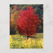 Herfst Afbeeldingen Briefkaart (Voorkant)