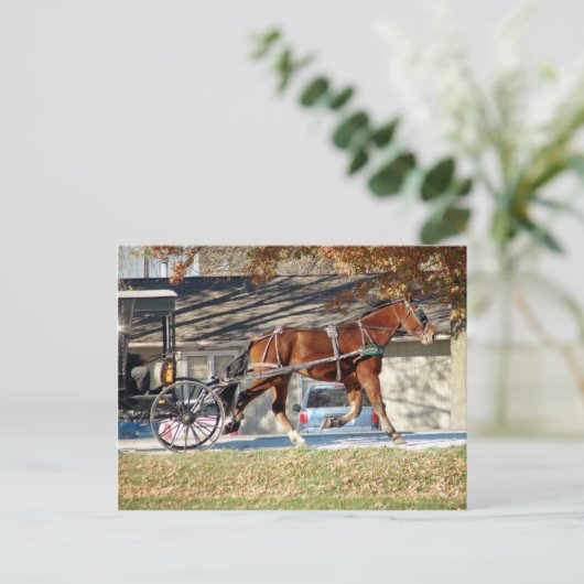 Herfst Amish Horse Briefkaart (Staand voorkant)