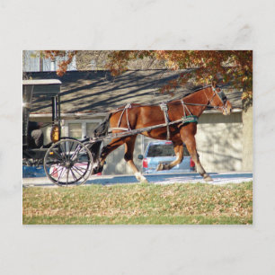 Herfst Amish Horse Briefkaart