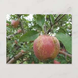 Herfst Apple-boomgaard Briefkaart