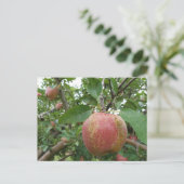 Herfst Apple-boomgaard Briefkaart (Staand voorkant)