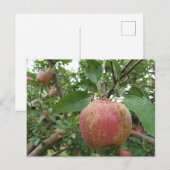 Herfst Apple-boomgaard Briefkaart (Voorkant / Achterkant)