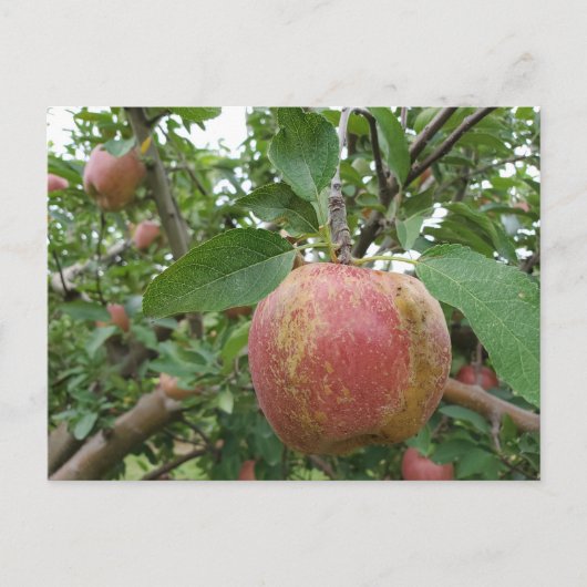 Herfst Apple-boomgaard Briefkaart (Voorkant)