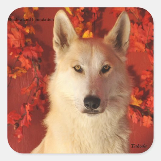 Herfst Arctic Wolf Stickers (Voorkant)