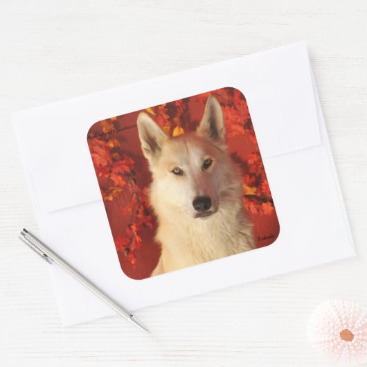 Herfst Arctic Wolf Stickers (Envelop)