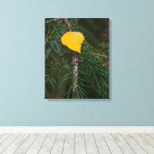 Herfst Aspen Leaf op Evergreen Contrastfoto Canvas Afdruk (Insitu (Houten vloer))