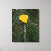 Herfst Aspen Leaf op Evergreen Contrastfoto Canvas Afdruk (Voorkant)