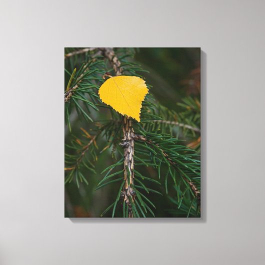 Herfst Aspen Leaf op Evergreen Contrastfoto Canvas Afdruk (Voorkant)