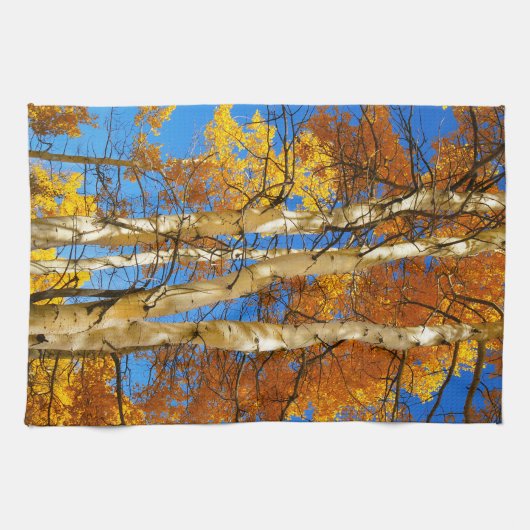 Herfst Aspen Natuur foto © Sandy Long Theedoek (Horizontaal)