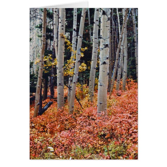 Herfst Aspens (Voorkant)