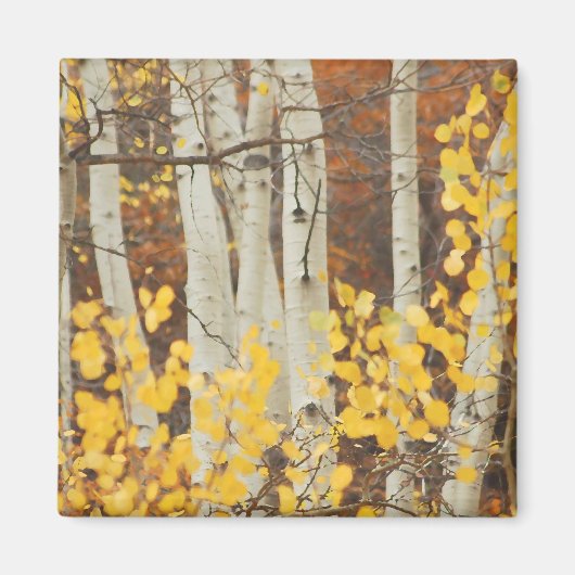 Herfst Aspens Magneet (Voorkant)
