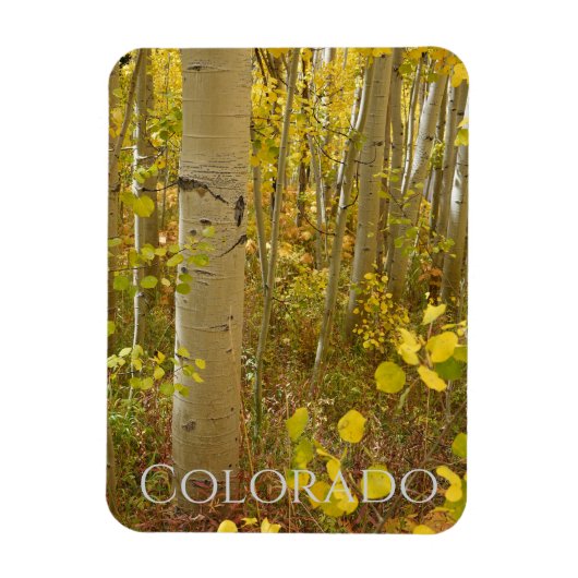 Herfst Aspens op Independence Pass Colorado Magneet (Verticaal)