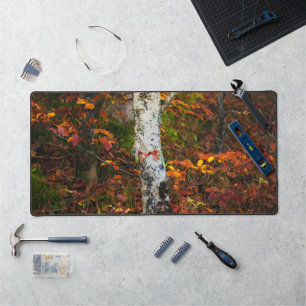 Herfst berk in mossy bos bureaumat