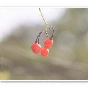 Herfst Berries. Sticker