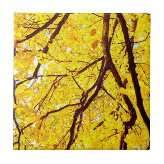 Herfst bijkantoren - gouden geel tegeltje (Voorkant)
