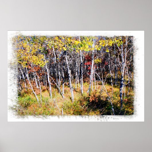 Herfst Birch Forest Print (Voorkant)